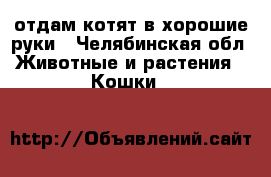 отдам котят в хорошие руки - Челябинская обл. Животные и растения » Кошки   